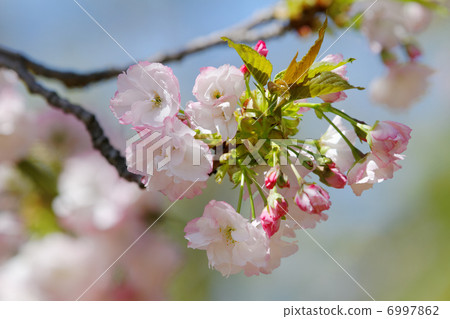 The tip of the petal of the urban agricultural park is a red-purple cherry blossom manoga The tip of the petal of the urban agricultural park is a red-purple cherry blossom manoga 6997862