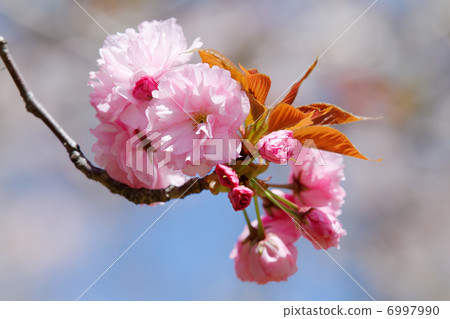 Dense cherry blossom flower at Urban Agricultural Park · Sekiyama 6997990