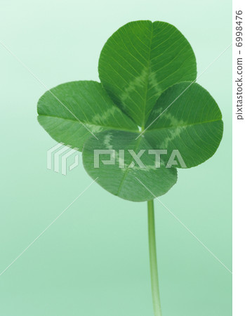Four leaves clover 6998476