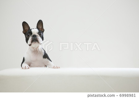 沙發的法國鬥牛犬 6998981