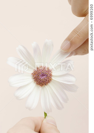 指尖採摘花瓣 6999160