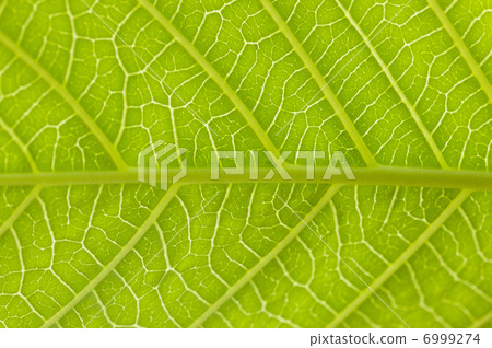 Beaumontir Grande Flora 6999274