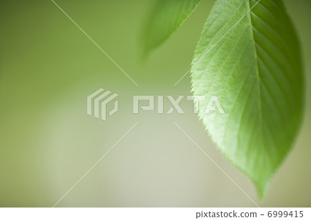 葉子 6999415
