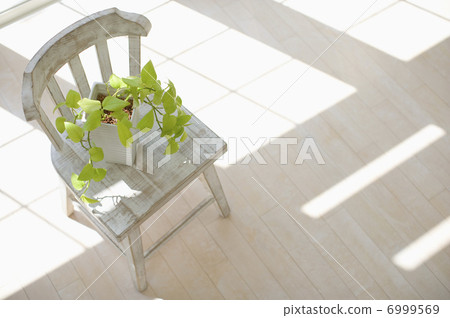 室內植物在椅子上 室內植物在椅子上 6999569