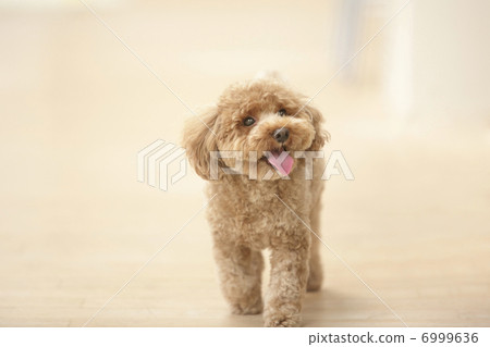 Toy poodle walking with tongue out Toy poodle walking with tongue out 6999636