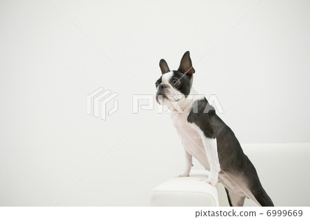 在沙發的法國牛頭犬 在沙發的法國牛頭犬 6999669