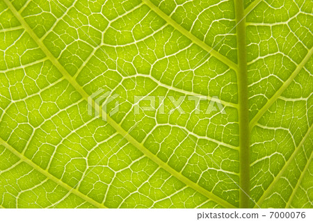 博蒙特層 7000076