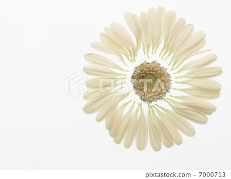 Isolated white Gerbera petals and core 7000713