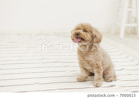 坐與舌頭的玩具獅子狗 7000815