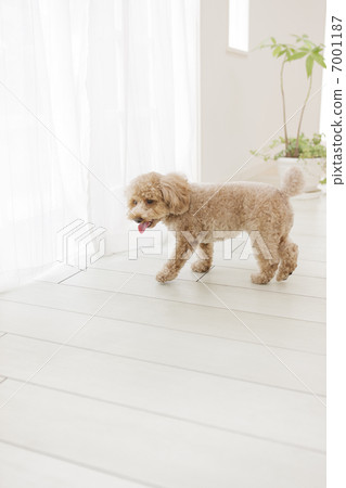Toy poodle walking with tongue out 7001187