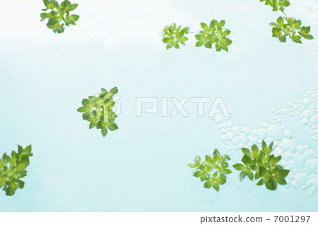 Plants floating in water 7001297