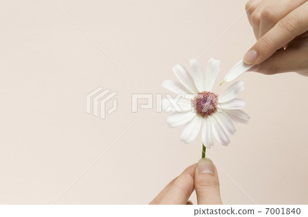 Fingertip picking petals 7001840