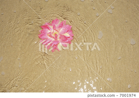 Pink flowers floating on the water 7001974