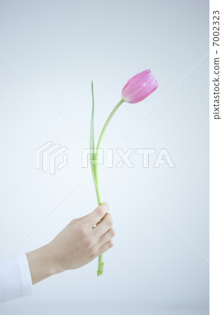Hand with tulips 7002323