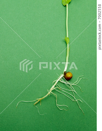 Green vegetables with root 7002558