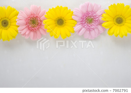 A row of flowers A row of flowers 7002791