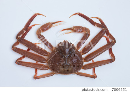 雪蟹 7006351