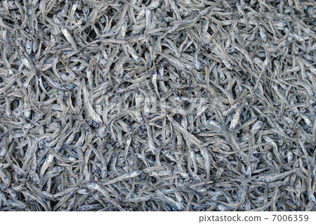 入子 入子 7006359