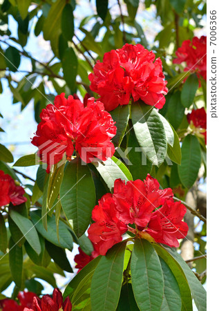 Tree · Rape Rhododendronaceae Tree · Rape Rhododendronaceae 7006366