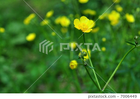 Ummanoashigata 7006449