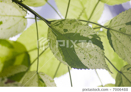 Acarifas“Java White” 7006488