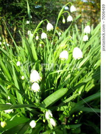 春天的花朵雪花 7006489