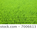 Rice 7006613