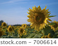 Sun Flower  7006614