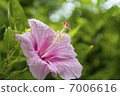 Hibiscus after the rain 7006616