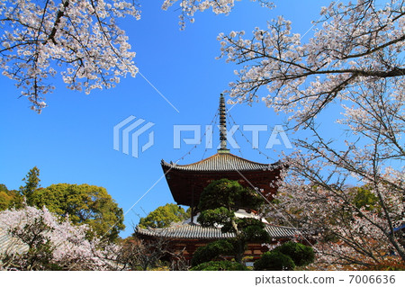 新寺的春天 新寺的春天 7006636