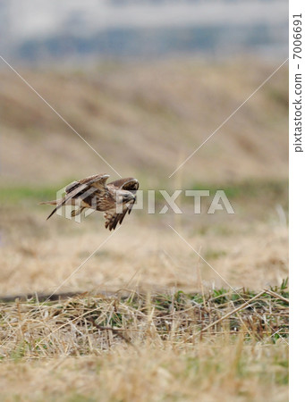 草原上沒什麼 7006691