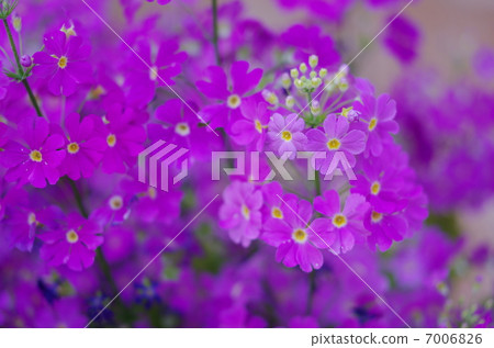 櫻桃樹植物 7006826