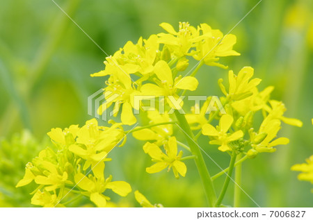 強姦開花 7006827