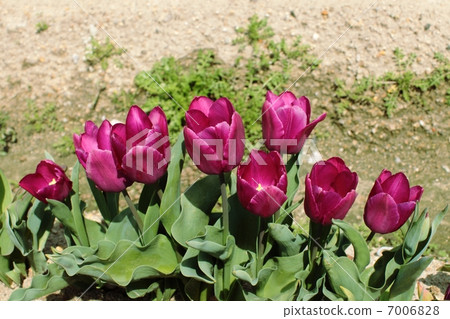 Tulip 7006828