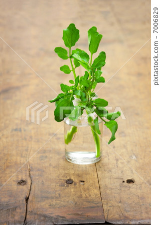 Watercress 7006829