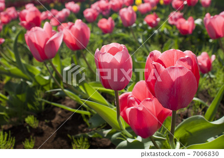 Tulip 7006830