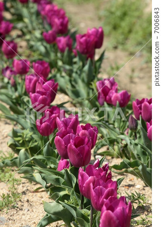 Tulip field 7006843