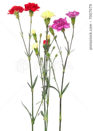 bouquet of carnations 7007079
