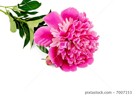 Peony pink with leaves Peony pink with leaves 7007153