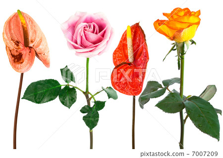 Beautiful flowers 7007209