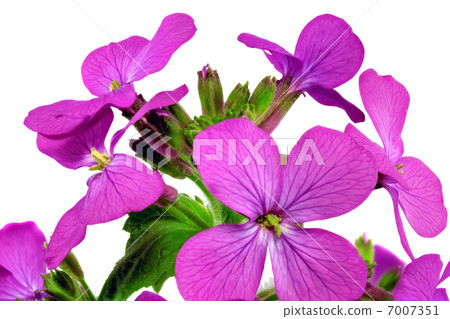 Beautiful violet flower.Closeup on white background. Isolated . 7007351