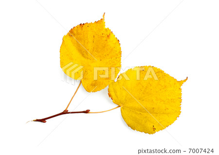 Sprig of linden 7007424