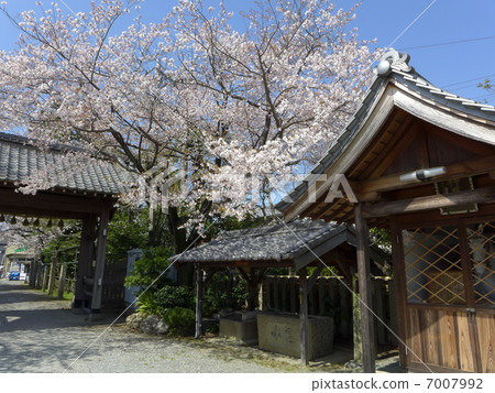 Yakumo Shrine (Mie Prefecture Matsusaka city) · within the precincts 7007992