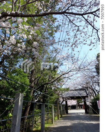 Yakumo Shrine (Mie Prefecture Matsusaka city) · Approach 7007993