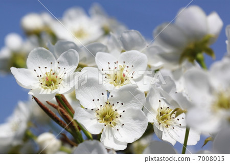 Pear flowers 7008015
