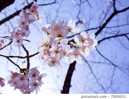 Cherry blossom language: mysterious heart Cherry Blossoms Cherry blossom language: mysterious heart Cherry Blossoms 7008052