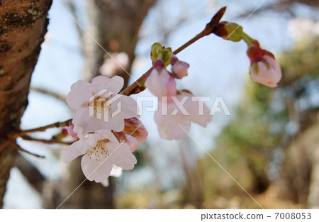 Cherry blossom language: mysterious heart Cherry Blossoms Cherry blossom language: mysterious heart Cherry Blossoms 7008053