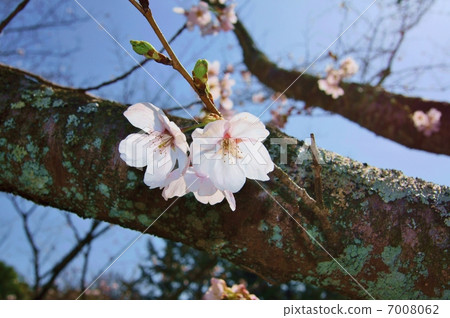Cherry blossom language: mysterious heart Cherry Blossoms Cherry blossom language: mysterious heart Cherry Blossoms 7008062