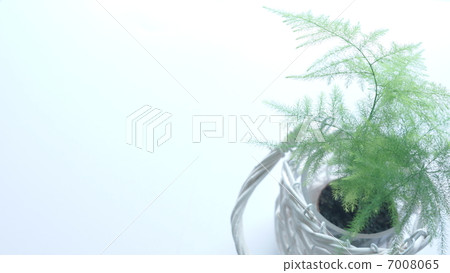 室內植物表1 7008065