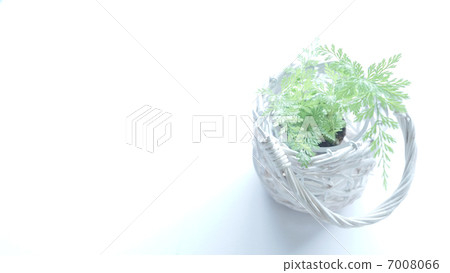 室內植物表2 7008066